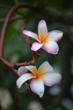 pink flower, Singapore